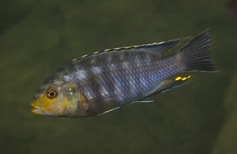 Petrotilapia genalutea 'Thumbi West Island'